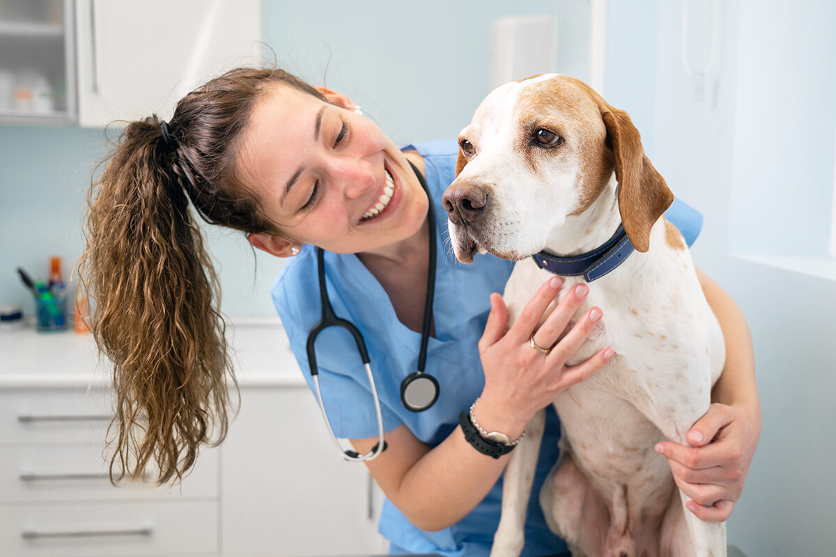 Helsekontroll og vaksiner for hunder