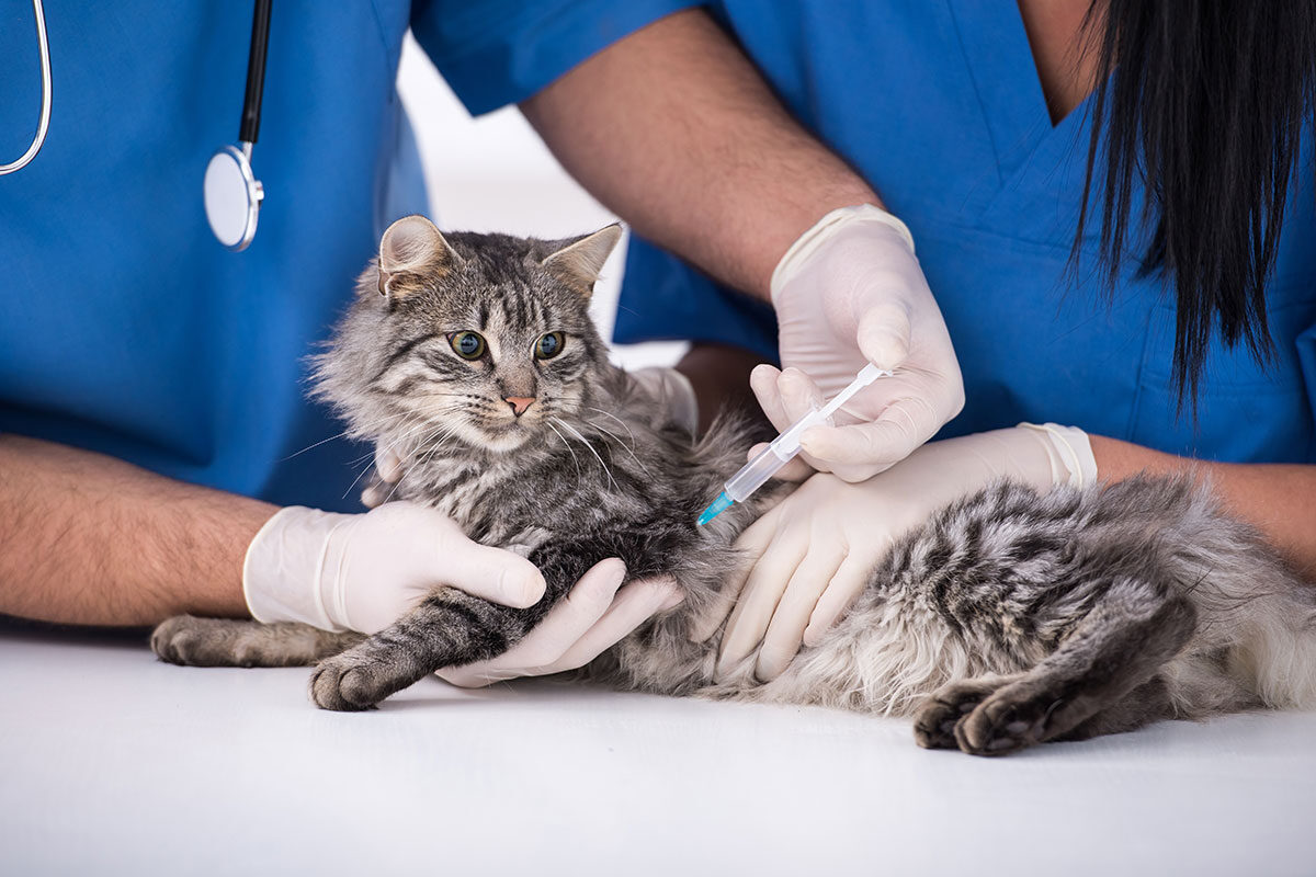 Helsekontroll og vaksiner til katter