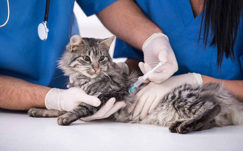 Helsekontroll og vaksiner til katter